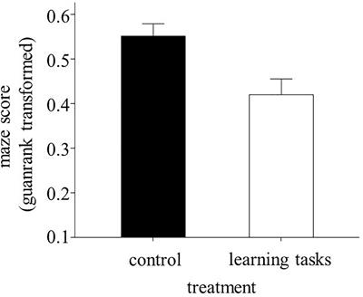 Long-Lasting Negative Effects of Learning Tasks During Early Life in the Three-Spined Stickleback